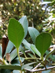 Laureliopsis philippiana