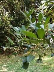 Laureliopsis philippiana