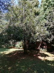 Laureliopsis philippiana