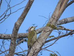 Xiphidiopicus percussus