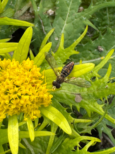 Unknown species found near Salinas, CA, US