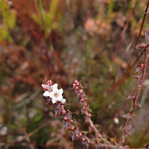 Epacris gunnii, photograph 4
