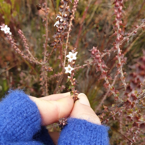 Epacris gunnii, photograph 5