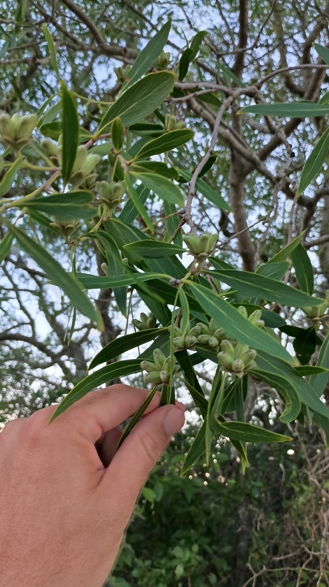 Brazilian Soapbark Tree (Quillaja lancifolia)