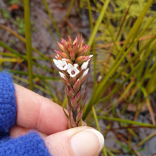 swamp heath (Epacris paludosa)