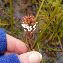 Epacris paludosa, photograph (c) Shelomi Doyle, some rights reserved (CC BY)