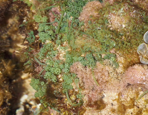 Caulerpa racemosa observed 2017-01-29