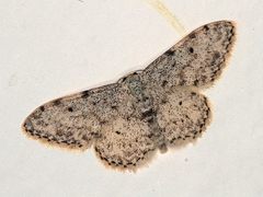 Idaea camparia