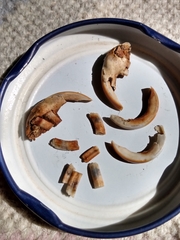 Ctenomys