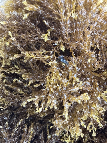 Lobospira bicuspidata, 2026-02-28