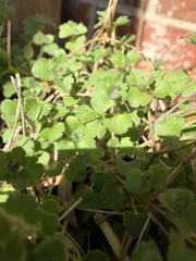 Veronica hederifolia