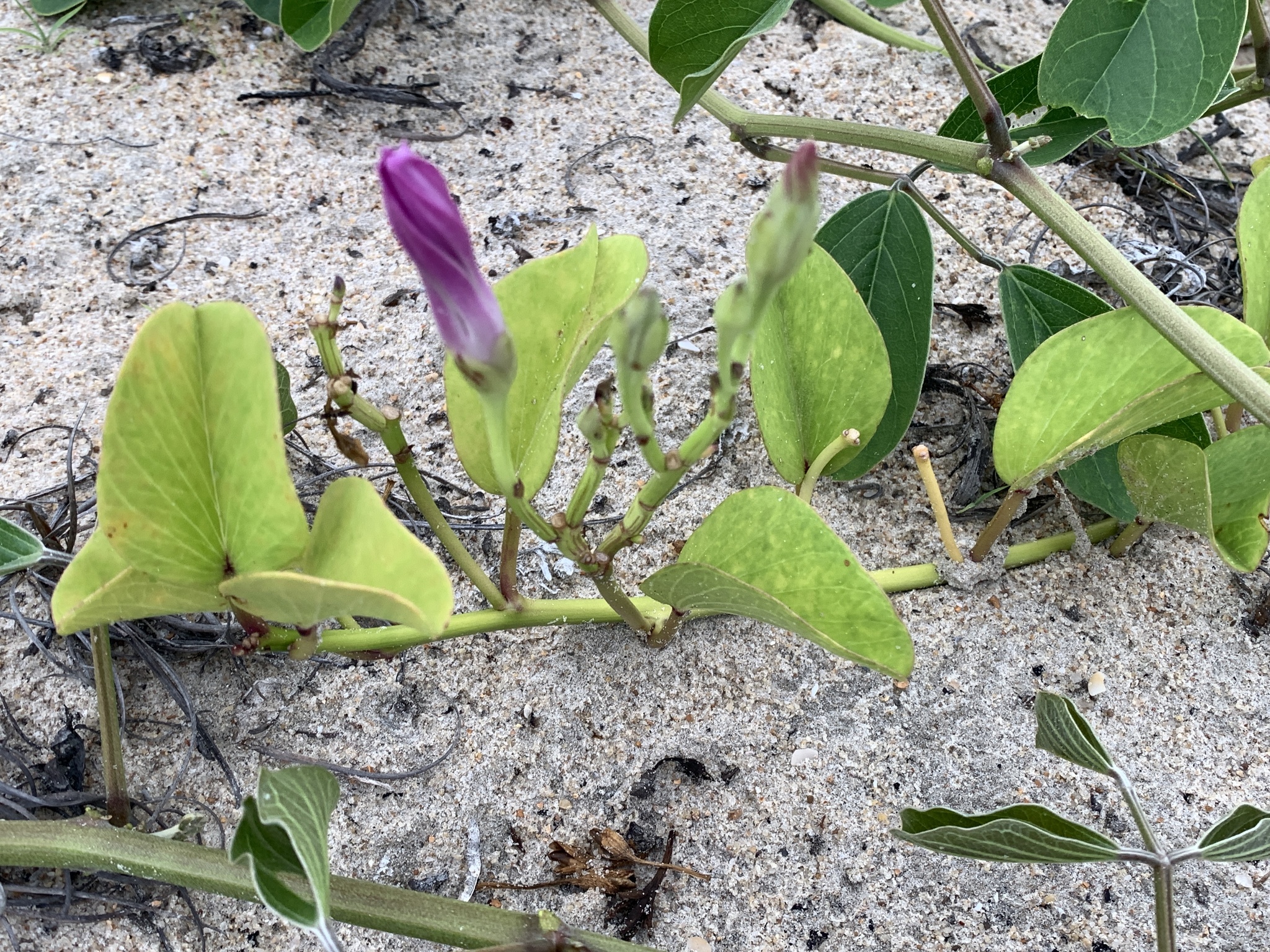 Ipomoea pes-caprae