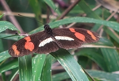 Heliconius telesiphe