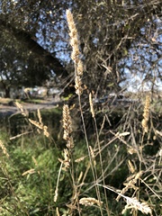 Poaceae