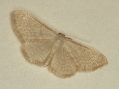 Idaea consanguinaria