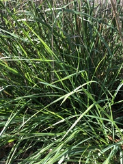 Poaceae