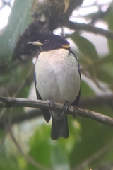 Iridophanes pulcherrimus