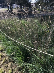 Poaceae
