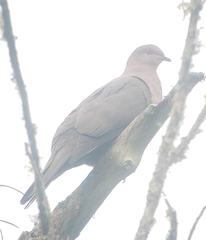 Patagioenas plumbea