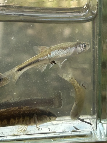 Pretty shiner (Lythrurus bellus) — Cyprinidae — 5