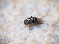 Bruchidius bimaculatus