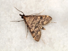 Dolicharthria bruguieralis