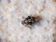 Bruchidius bimaculatus
