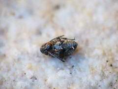 Bruchidius bimaculatus