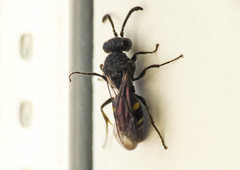Nysson trimaculatus