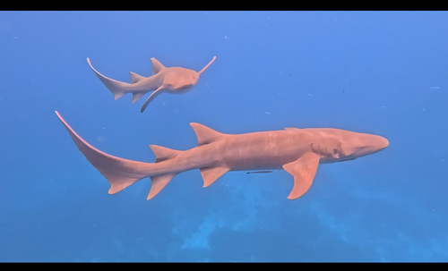 Tawny Nurse Shark