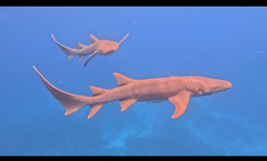 Tawny Nurse Shark