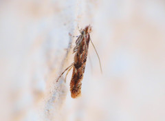 Phyllonorycter acaciella