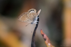 Brephidium pseudofea