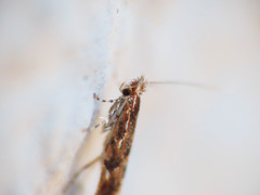 Phyllonorycter acaciella