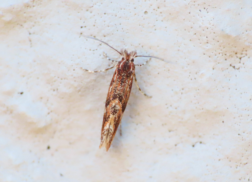 Phyllonorycter acaciella