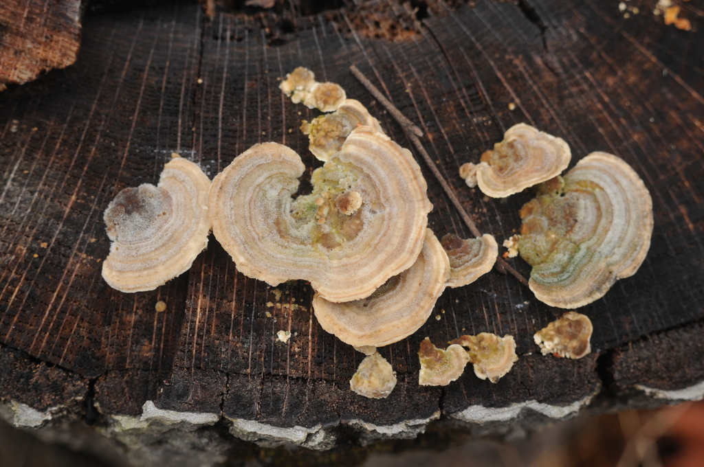 Trametes betulina · February 2026 · photo: © merkertgrace (iNaturalist, cc-by)
