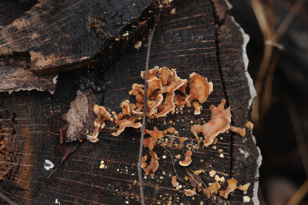 Stereum complicatum · February 2026 · photo: © merkertgrace (iNaturalist, cc-by)