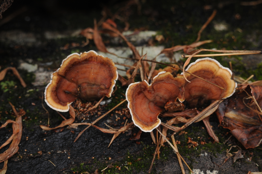 Stereum lobatum · February 2026 · photo: © merkertgrace (iNaturalist, cc-by)