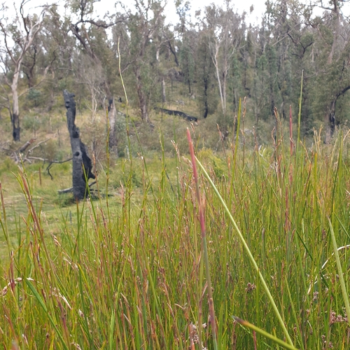 Baloskion australe, photograph 5