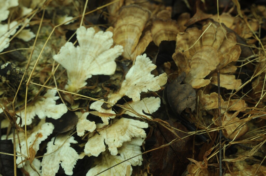 Trichaptum biforme · February 2026 · photo: © merkertgrace (iNaturalist, cc-by)