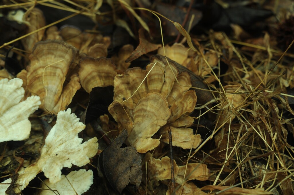 Trichaptum biforme · February 2026 · photo: © merkertgrace (iNaturalist, cc-by)