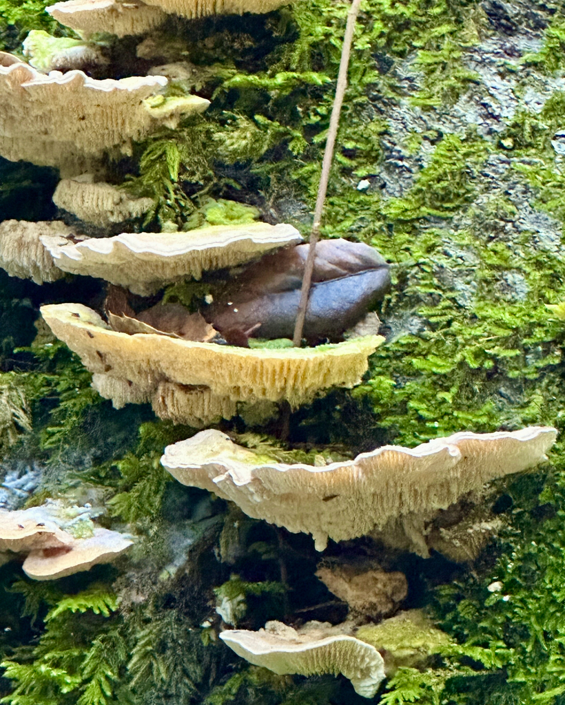 Trametes betulina · February 2026 · photo: © gretchenparadis (iNaturalist, cc-by-nc)