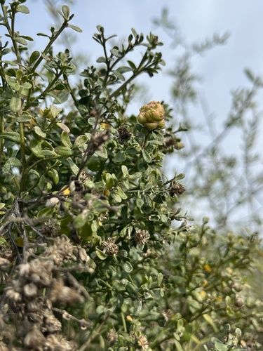 Unknown species found near Anthony Chabot Regional Park, Castro Valley, CA, US