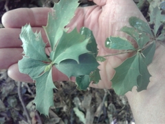 Berberis glaucocarpa