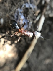 Camponotus barbaricus