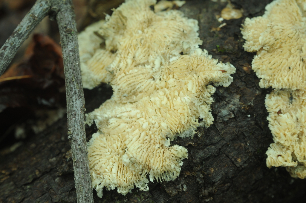Trametes betulina · February 2026 · photo: © merkertgrace (iNaturalist, cc-by)