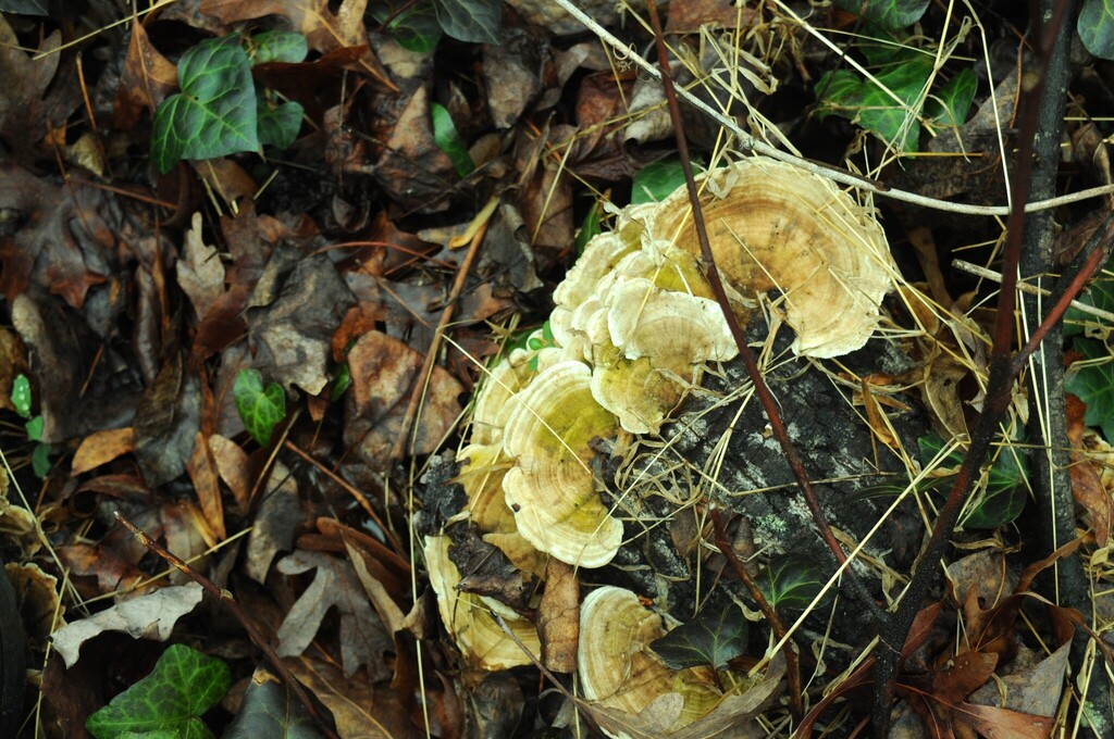 Trametes betulina · February 2026 · photo: © merkertgrace (iNaturalist, cc-by)
