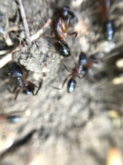 Camponotus barbaricus
