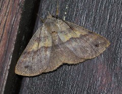 Ophyx eurrhoa