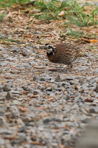 Northern Bobwhite observed by stevestevens